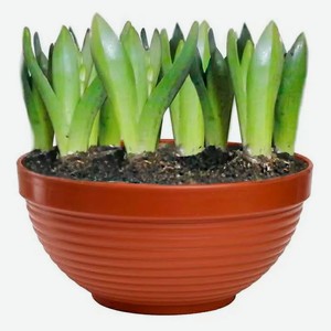 Живое растение Гиацинт 9 луковиц в ассортименте в горшке d 30 h 25 см, 1 шт