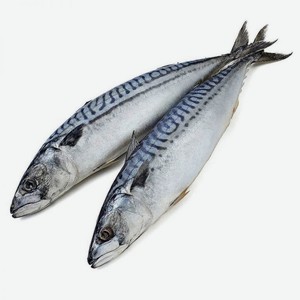 Скумбрия С/м Н/р С/з 300-600 Кг