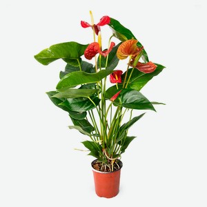 Живое растение Антуриум красный в горшке d 12 h 40 см, 1 шт