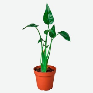 Живое растение Алоказия Тини Дансер в горшке d 12 h 30 см, 1 шт