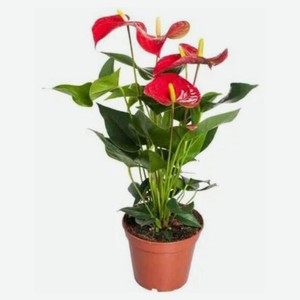 Живое растение Антуриум Андреанум в горшке d 10 h 40 см, 1 шт