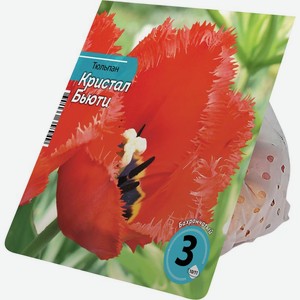 Луковицы Тюльпана Кристал бьюти 10/11 3шт