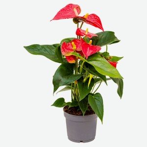Живое растение Антуриум Саксесс Ред красный в горшке d 9 h 25 см, 1 шт