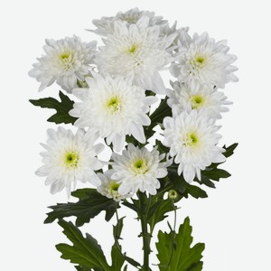 Яяхризантема Кустовая 1шт