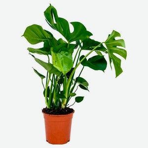 Живое растение Лиана Монстера Деликоса зеленая в горшке d 17 h 50 см, 1 шт