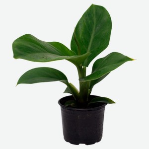 Живое растение лиана Филодендрон в горшке d 10 h 25 см, 1 шт