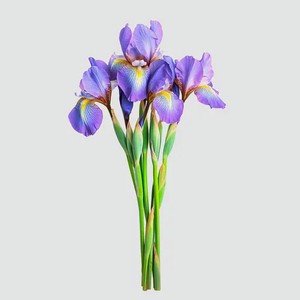 Ирисы, букет из 5 цветов