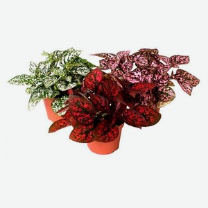 Живое растение Гипоэстес в горшке d 8,5 h 10 см, 1 шт