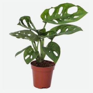 Живое растение Лиана Монстера Адансона зеленая в горшке d 11 h 25 см, 1 шт