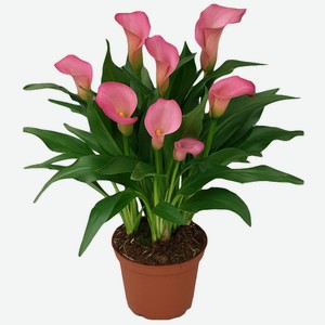 Растение Калла Микс d12