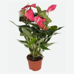 Живое растение Антуриум Андреанум в горшке d 12 h 40 см, 1 шт