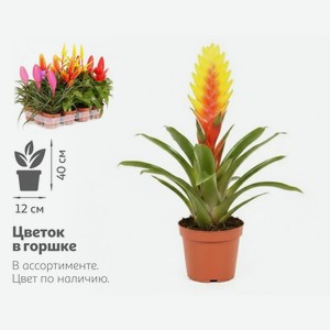 Живое растение Бромелия Бромелиевый микс в ассортименте в горшке d 12 h 40 см, 1 шт