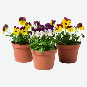 Живое растение Виола в ассортименте в кашпо d 20 h 25 см, 1 шт