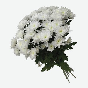 Хризантема кустовая, 1 шт