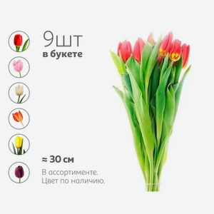 Букет живых срезанных цветов из 9 тюльпанов в упаковке в ассортименте h 30 см, 1 шт
