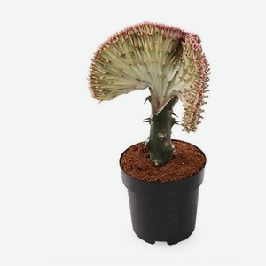 Живое растение Кактус Эуфорбия Лактея в горшке d 8,5 h 22 см, 1 шт