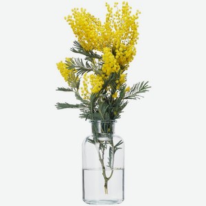 Букет Мимоза свежесрезанная 1шт., 1 шт