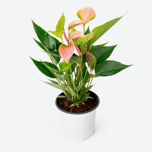 Живое растение Антуриум Кэнди букет в горшке d 11 h 30 см, 1 шт