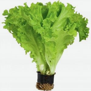 Салат в горшочке