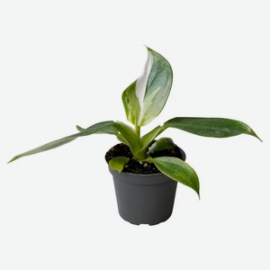 Живое растение лиана Филодендрон Вайт Визард в горшке d 6 h 16 см, 1 шт