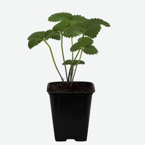 Рассада Земляника садовая Альба, P9