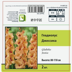 Гладиолус крупноцветковый Джессика 2 шт.