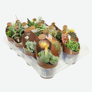 Живое растение Микс кактус/суккулент № 3 в ассортименте в горшке d 6,5 h 10 см, 1 шт