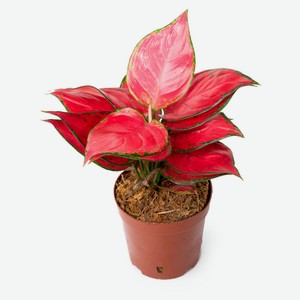 Живое растение Аглаонема Ред Джой 2 стебля в горшке d 12 h 20 см, 1 шт