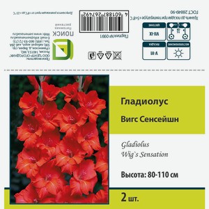 Гладиолус крупноцветковый Вигс Сенсейшн 2 шт.
