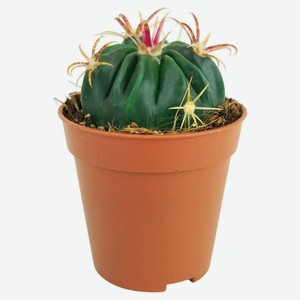 Живое растение Кактус Ферокактус Латиспинус в горшке d 5,5 h 10 см, 1 шт