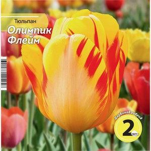 Луковицы НК.ЛТД Тюльпан Олимпик Флейм 10/11 HK342495, Россия