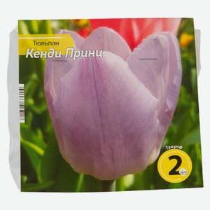 Луковица тюльпан кенди принц 10/11 2шт
