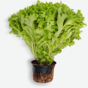 Салат Экзакт 150г