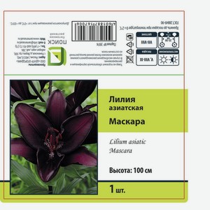 Лилия азиатская Маскара 1 шт.