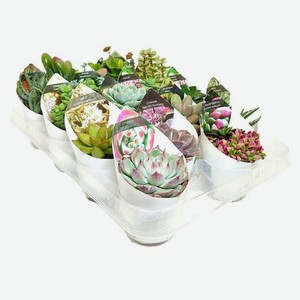 Живое растение Микс кактусов Collection в ассортименте в горшке d 6,5 см, 1 шт