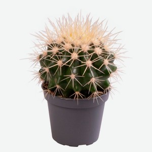 Живое растение Кактус Эхинокактус Грузони в горшке d 5,5 h 8 см, 1 шт