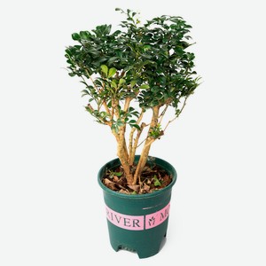 Живое растение Аглая душистая в горшке d 14 h 38 см, 1 шт