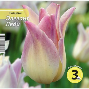 Луковичные РУССКИЙ ОГОРОД Тюльпан Элегант Леди 10/11 жёлто-розовый 125153, Россия, 3 шт