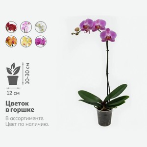 Живое растение Орхидея Фаленопсис 1 стебель в ассортименте в горшке d 12 см, 1 шт