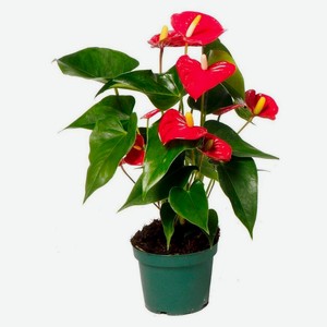 Живое растение Антуриум Ред Чемпион красный в горшке d 9 h 30 см, 1 шт