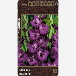 Луковицы MY GARDEN Гладиолус крупноцветковый Блю Берд, 3шт