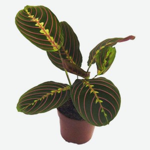 Живое растение Маранта ампельная в ассортименте в горшке d 12 h 40 см, 1 шт