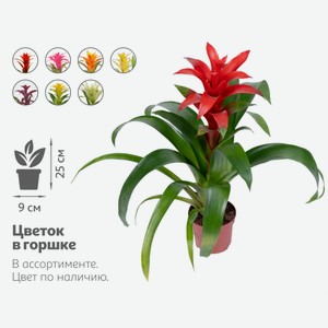 Живое растение Бромелия Гузмания Блиц в горшке d 9 h 25 см, 1 шт