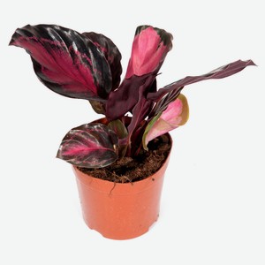 Живое растение Калатея Розеопикта Крим в горшке d 14 h 30 см, 1 шт