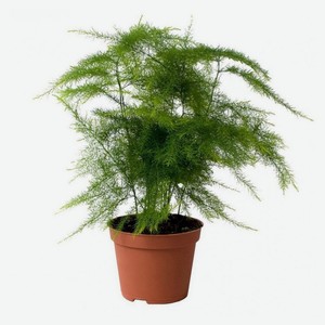 Живое растение Аспарагус микс зеленый в ассортименте в горшке d 12 h 35 см, 1 шт