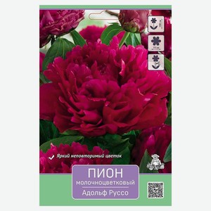 Луковицы «Поиск» Пион, 1 шт