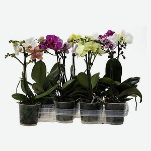 Живое растение Орхидея Фаленопсис 2 стебля в ассортименте в горшке d 12 h 50 см, 1 шт