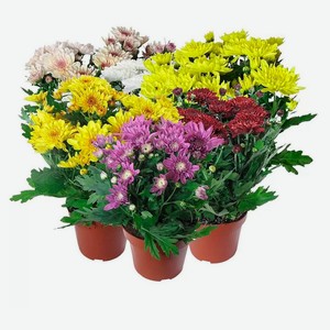 Живое растение Хризантема махровая микс в ассортименте в горшке d 12 h 25 см, 1 шт