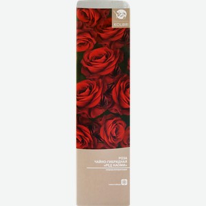 Саженец KOLIBRI Роза чайно-гибридная, микс