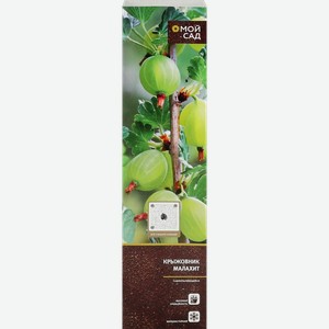 Саженец МОЙ САД Крыжовник, микс, шт